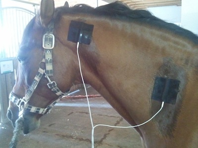 Therapie des Pferdes mittels Strom und Stromwellen